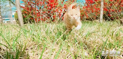 春天，聽(tīng)說(shuō)貓貓和花花更配喔