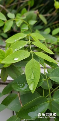 雨后樹(shù)葉的通透雨珠小景