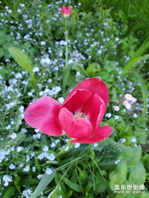 隨手拍幾張花花草草