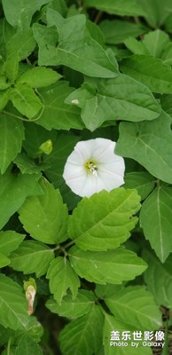 牽牛花