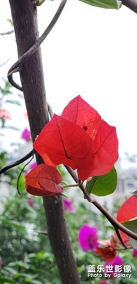 為什么鐘情三星呢？看圖便知！