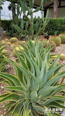 花卉市場隨拍留影