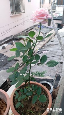 長成大姑娘了??