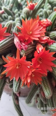 艷麗，美麗的花經(jīng)過三星手機(jī)的拍攝如此艷麗。