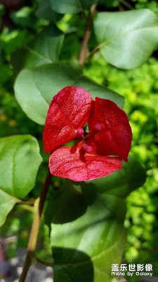 總覺(jué)得S和N系列的三星拍照不錯(cuò)