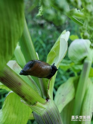 蝸牛背著那重重的殼
