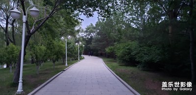 友誼賓館林蔭小路