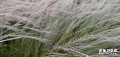 鏡花2（原圖，專業(yè)模式）