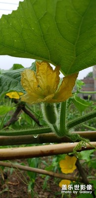 南瓜花。