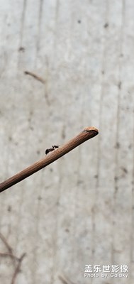 拍螞蟻