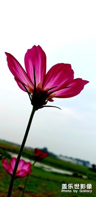 漂亮的花兒，