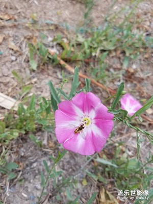 【走進(jìn)夏天】+ 喇叭花