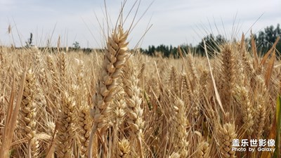 【走進(jìn)夏天】+烈日農(nóng)忙時