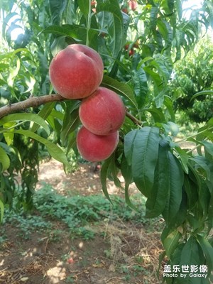 【走進(jìn)夏天】＋桃子熟了。。。