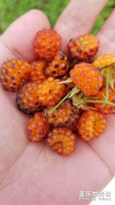 美味野果。。。。。。。