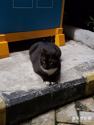 更新后的夜景好像有提升