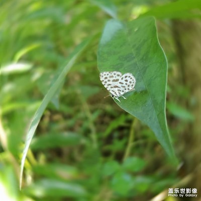 隨拍