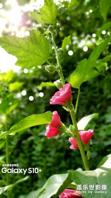 s10+，拍攝你身邊的美