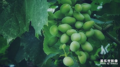 門前那顆葡萄樹