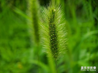 風中搖曳的狗尾巴草