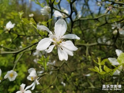 【色彩系列之白色】+我愛你的潔白芬芳