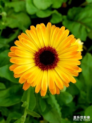 一路走來一路盛開