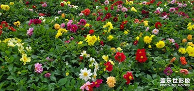 小區(qū)里的花朵??????