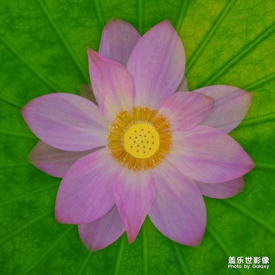 夏荷盛開，荷風(fēng)無限。