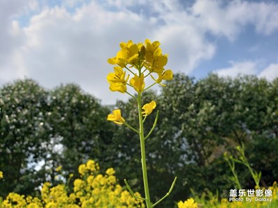 春色芳華（s9+）