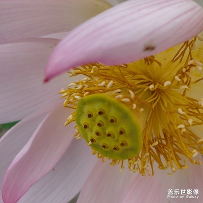 遂寧荷花節(jié)開幕啦