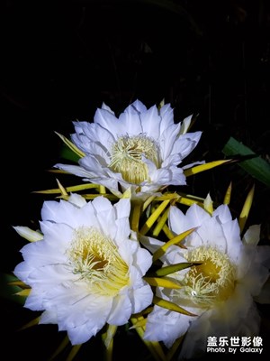 猜猜這是什么花？