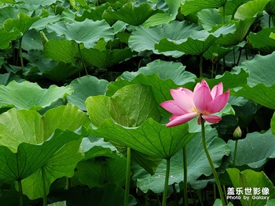 note9拍荷花。