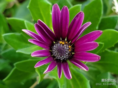 花，漂亮……隨手拍，愿生活如花燦爛