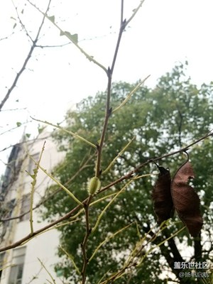 刺娥這種邪惡的蟲(chóng)子