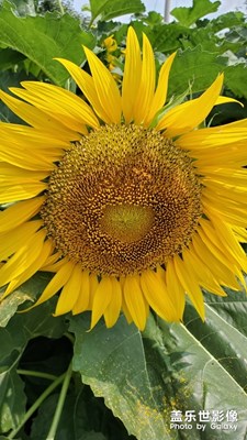 植物。。。。。。