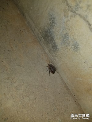 深夜抓蟲(chóng)子