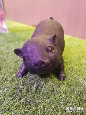 【盛夏光年】+草地小豬模型