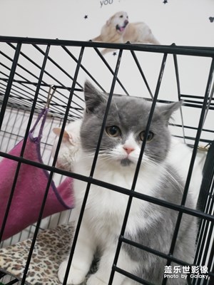 【家有萌寵】+寵物隨拍