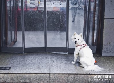 【家有萌寵】+買(mǎi)菜小幫手