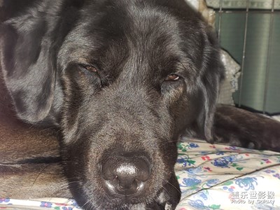 【家有萌寵】+大黑多