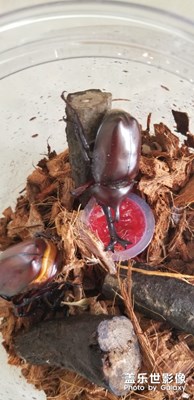 【家有萌寵】+鎧甲武士獨(dú)角仙