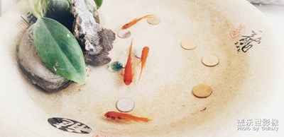 【家有萌寵】+萌成員