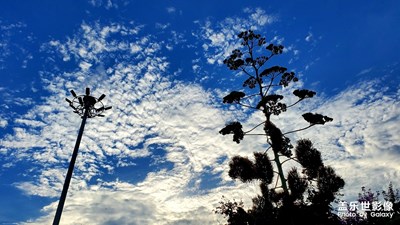 【深圳風(fēng)景】云想衣裳花想濃