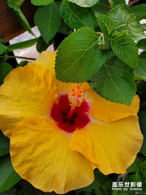 [花開盛夏]+那些花兒