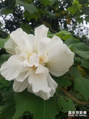 【花開盛夏】+小花