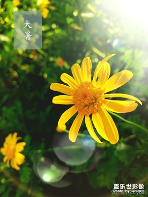 【花開盛夏】+盛夏花開