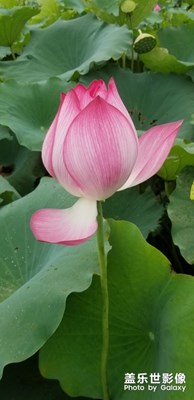 【花開盛夏】+荷花