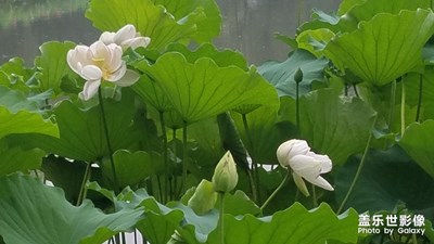 【花開盛夏】+荷花