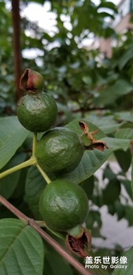 有沒有認(rèn)識(shí)圖片上的果果