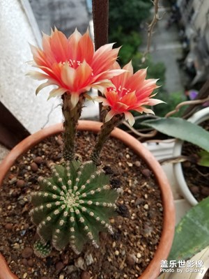 【花開盛夏】+仙人球